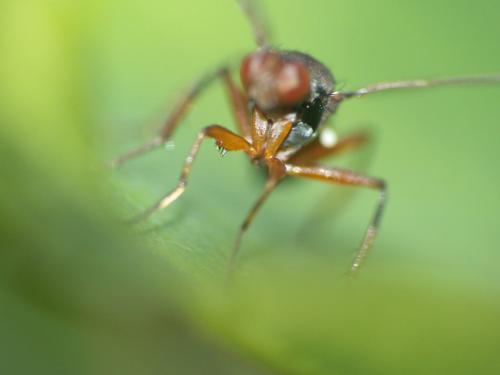 Sepsis sp.